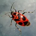 Deraeocoris histrio - Deraeocoris histrio