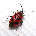 Deraeocoris histrio - photo 2