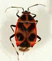 Deraeocoris histrio - photo 3