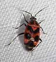 Deraeocoris histrio - photo 4