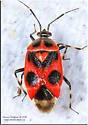 Deraeocoris histrio - photo 5