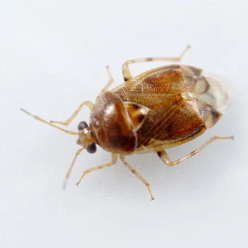 Deraeocoris lutescens