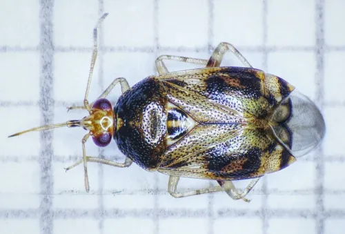 Deraeocoris lutescens - photo 2
