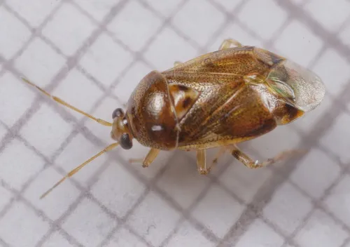 Deraeocoris lutescens - photo 3