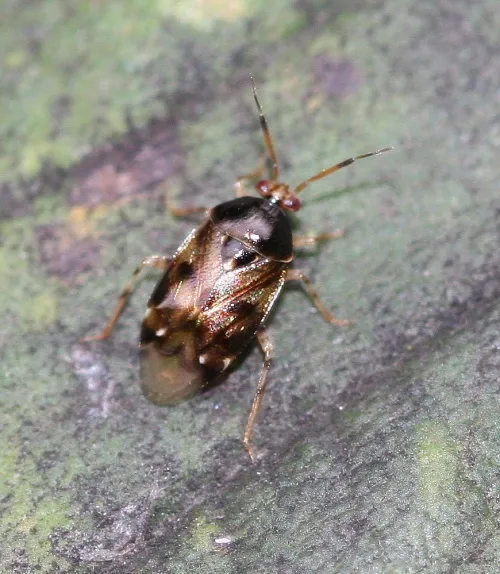 Deraeocoris lutescens - photo 4