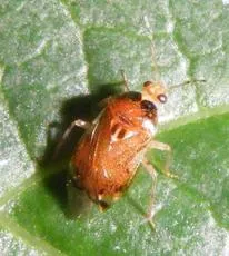 Deraeocoris lutescens - photo 5
