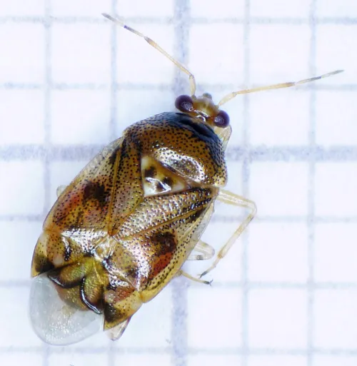 Deraeocoris lutescens - photo 6