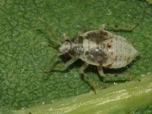 Deraeocoris lutescens - photo 7