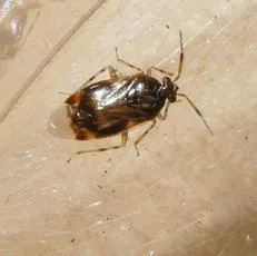 Deraeocoris lutescens - photo 8