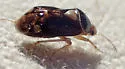 Deraeocoris manitou - photo 2