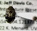 Deraeocoris manitou - photo 3