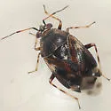 Deraeocoris nebulosus - Deraeocoris nebulosus