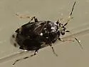 Deraeocoris nebulosus - photo 2