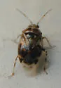 Deraeocoris nebulosus - photo 4