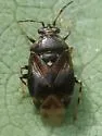 Deraeocoris nebulosus - photo 5