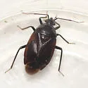 Deraeocoris nigritulus