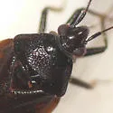 Deraeocoris nigritulus - photo 2