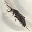 Deraeocoris nigritulus - photo 3