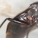 Deraeocoris nigritulus - photo 4
