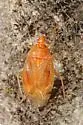 Deraeocoris nitenatus