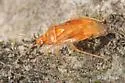 Deraeocoris nitenatus - photo 2
