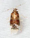 Deraeocoris nitenatus - photo 3