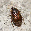 Deraeocoris nubilus
