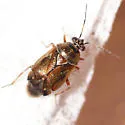 Deraeocoris nubilus - photo 2