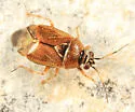Deraeocoris nubilus - photo 3
