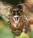 Deraeocoris nubilus - photo 4