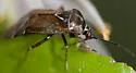 Deraeocoris nubilus - photo 5