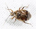 Deraeocoris pinicola