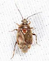 Deraeocoris pinicola - photo 2