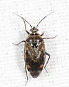 Deraeocoris pinicola - photo 3