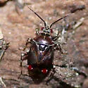 Deraeocoris poecilus