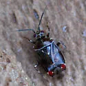 Deraeocoris poecilus - photo 2