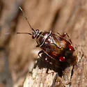 Deraeocoris poecilus - photo 3