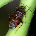 Deraeocoris poecilus - photo 4
