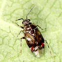 Deraeocoris poecilus - photo 5