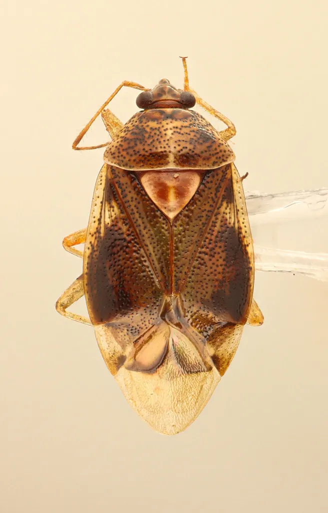 Deraeocoris quercicola - photo 2