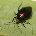 Deraeocoris sayi