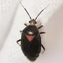 Deraeocoris sayi - photo 2