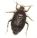 Deraeocoris sayi - photo 3