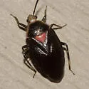 Deraeocoris sayi - photo 4