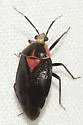 Deraeocoris sayi - photo 5