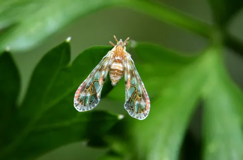Derbid Planthoppers - photo 2