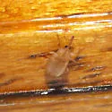 Derelomus piriformis