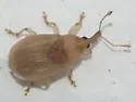 Derelomus piriformis - photo 2