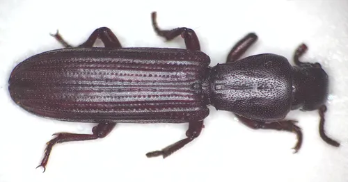 Deretaphrus aequaliceps