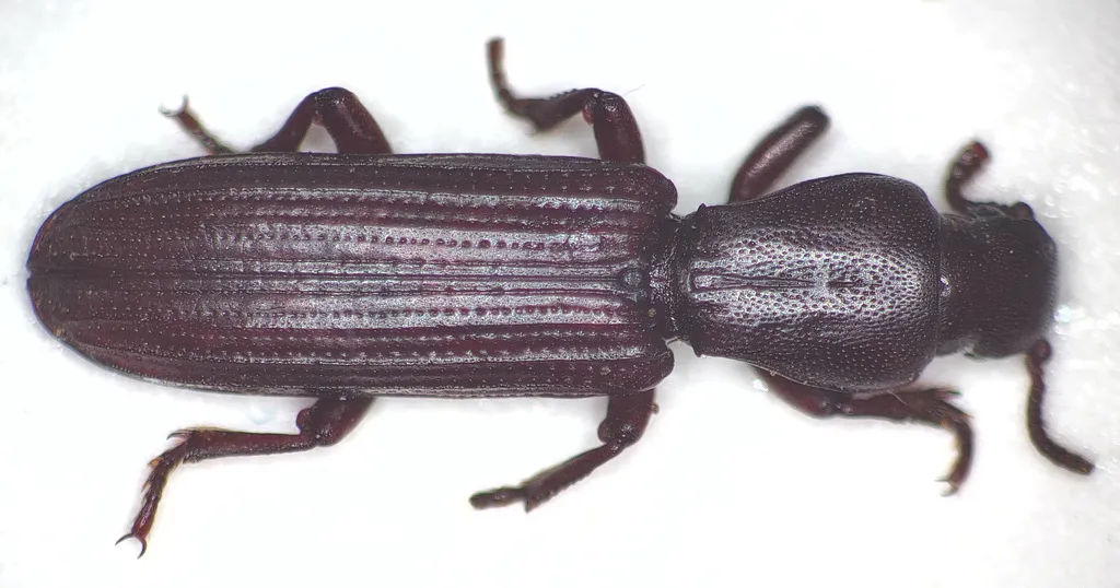 Deretaphrus aequaliceps - photo 2